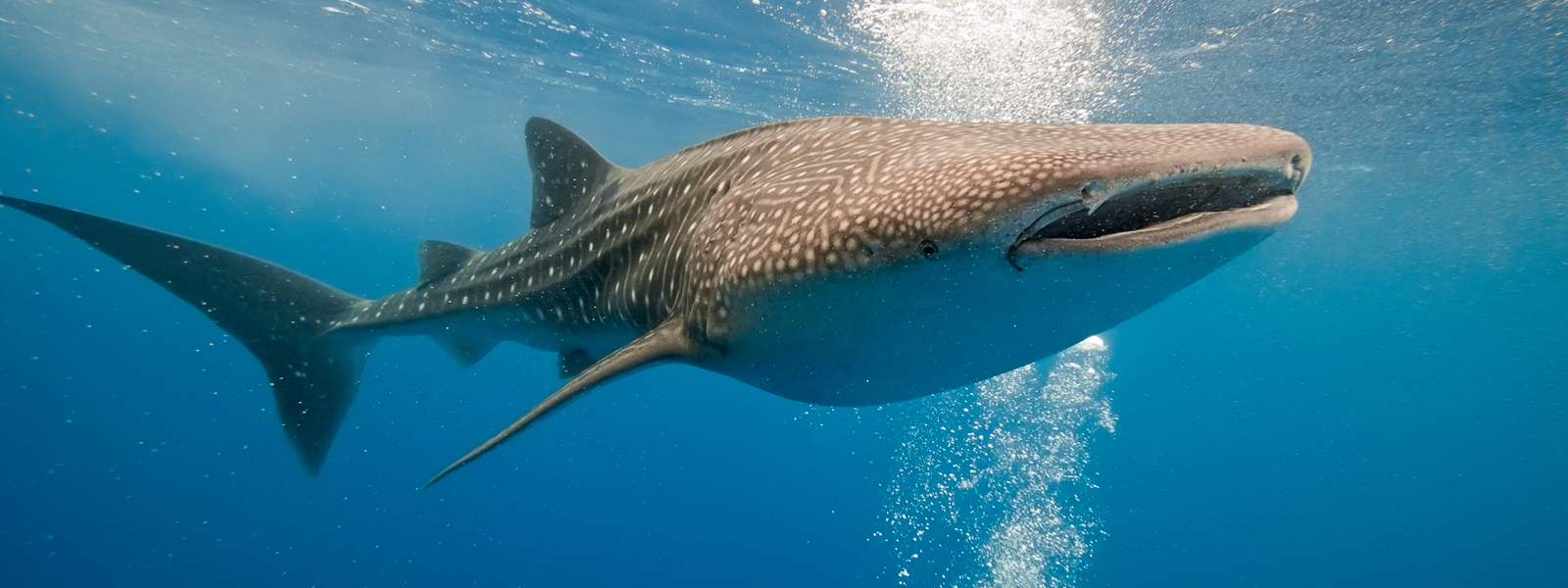 #7: Whale Sharks, Scope, and the Matter of Dreams