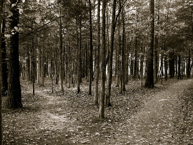 The Path to Crazy