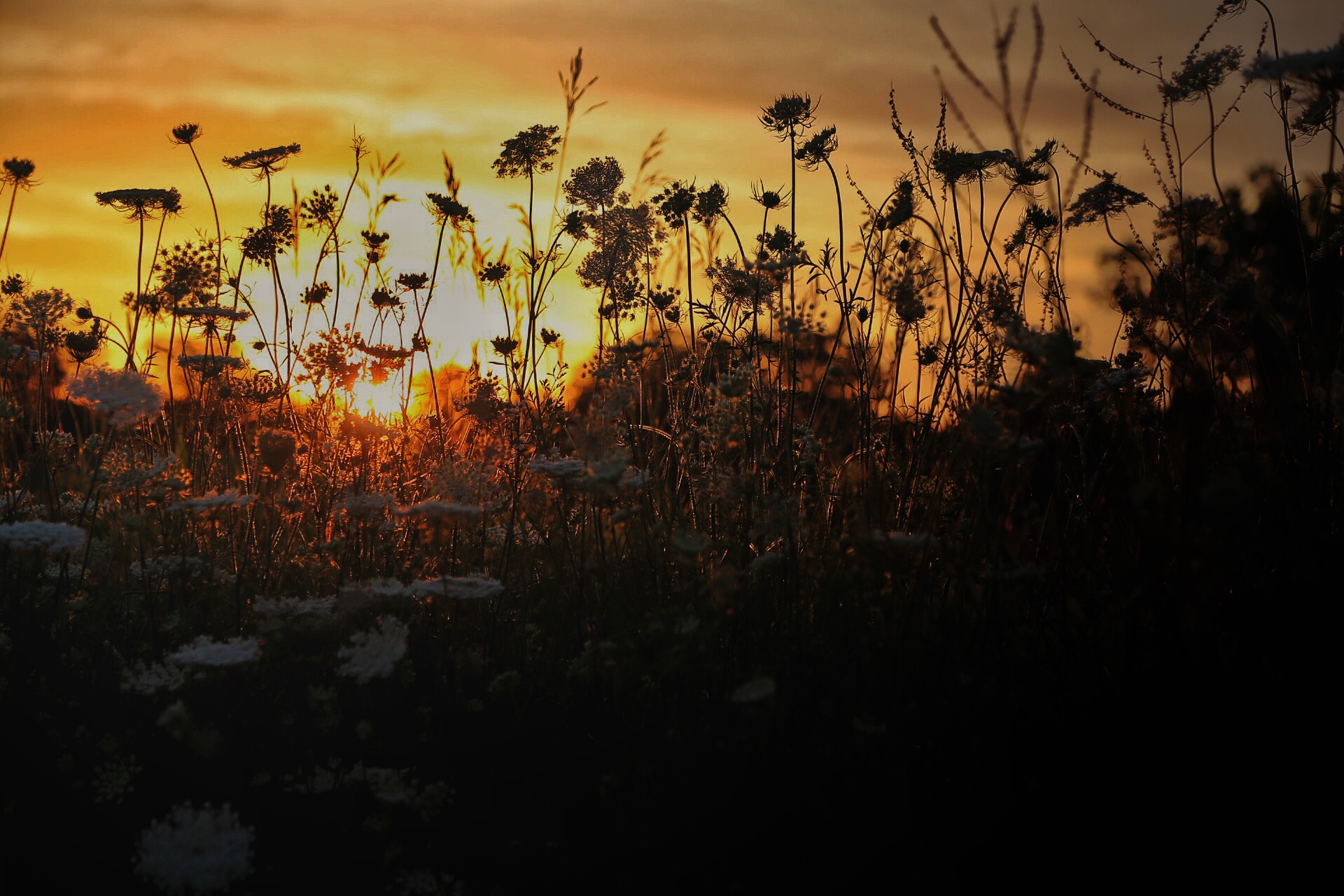 Sunrise Through the Wildflowers