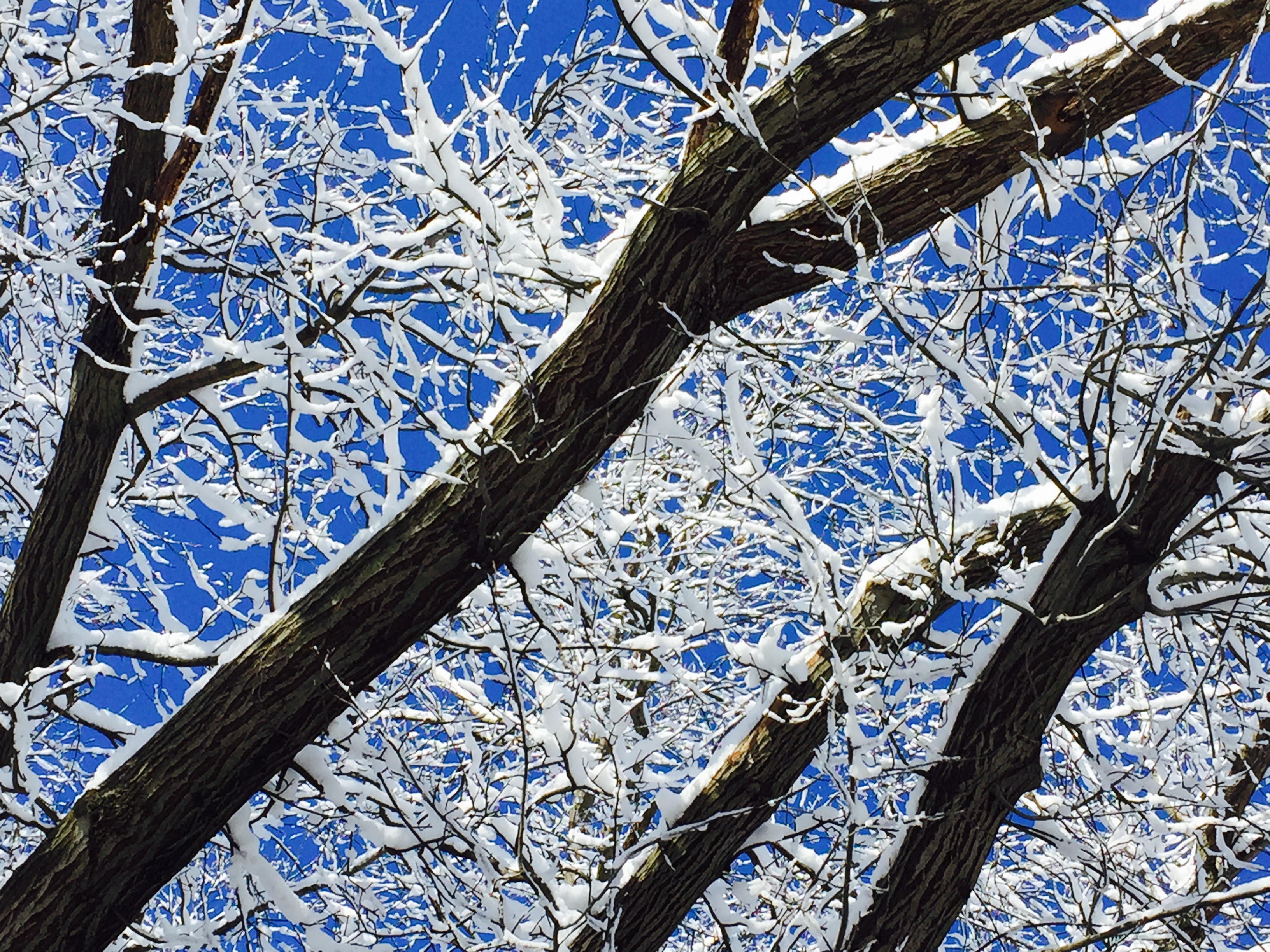 Snow on the Oak
