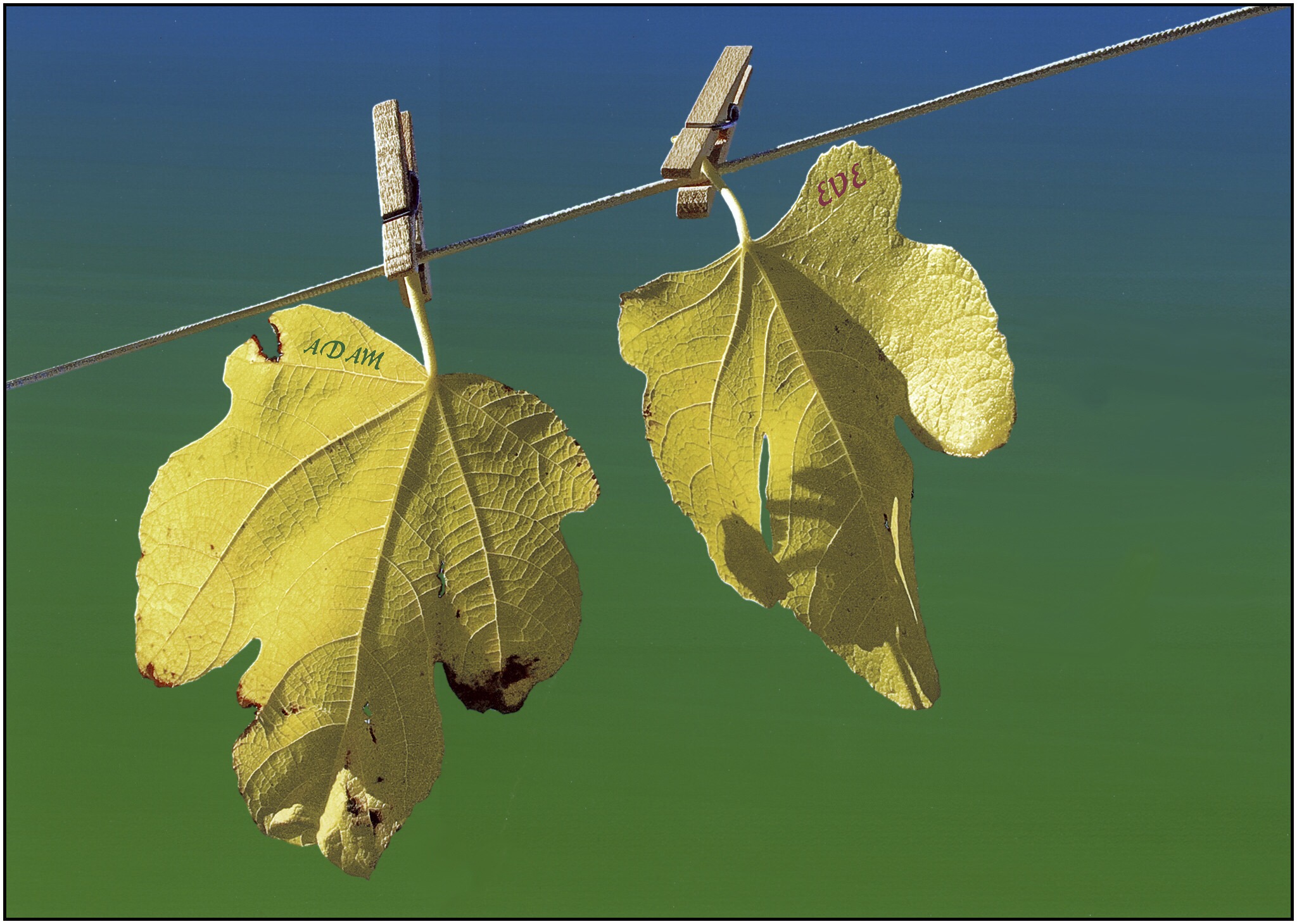 More Fashionable Fig Leaves