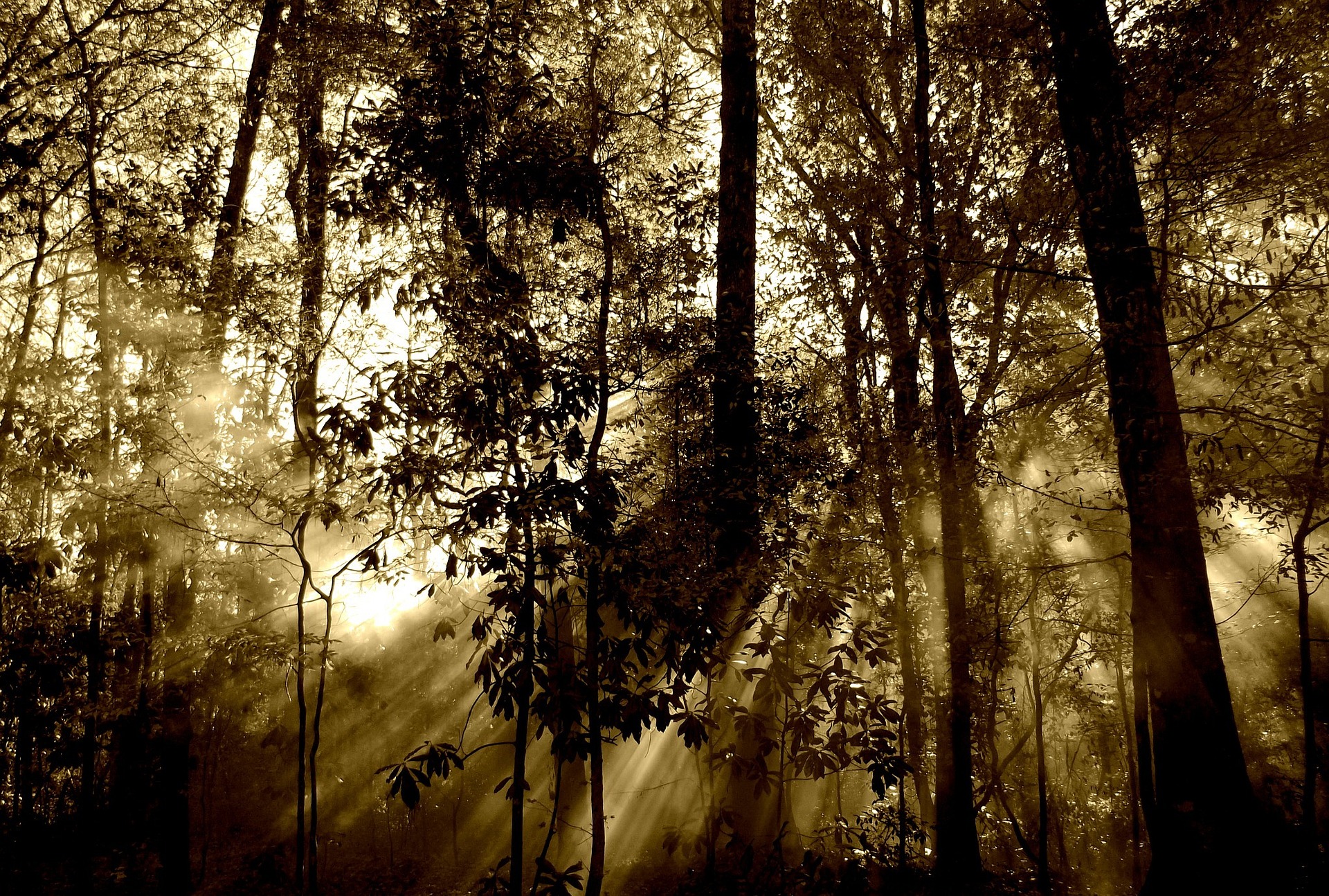 Into the Wilderness