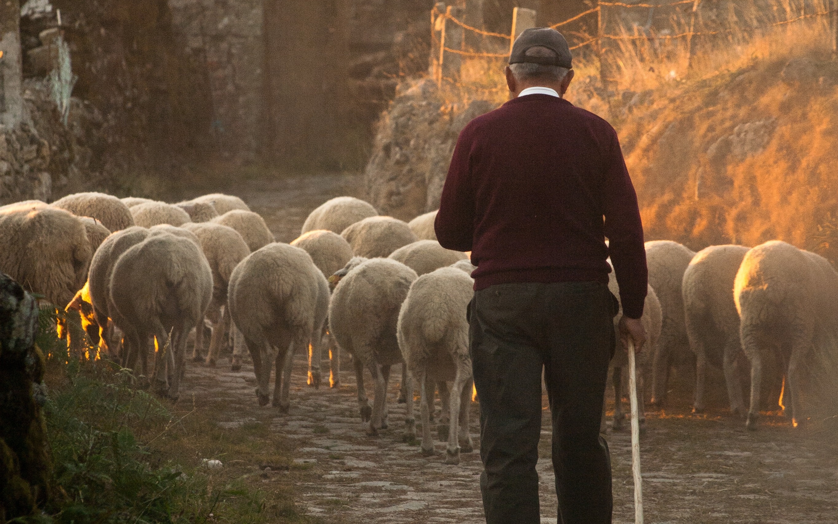 The Shepherd & the Hired Hand