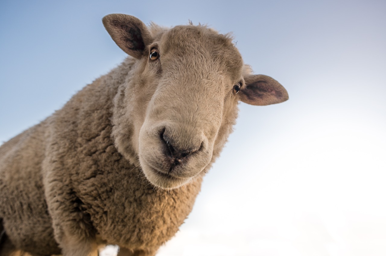 Shepherd and Sheep